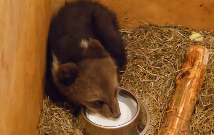 В Новгородской области спасли медвежонка В Новгородской области спасли медвежонка
